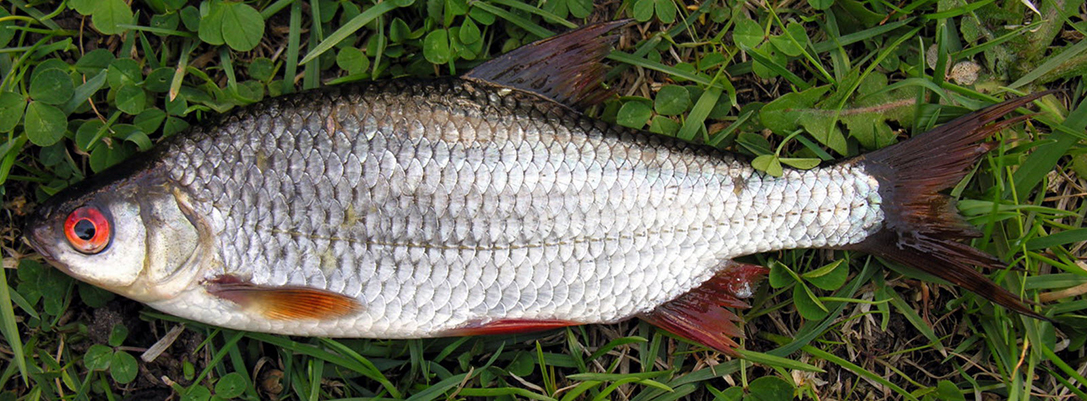 Rutilus rutilus_05.jpg